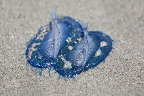 jellyfish medusae blue