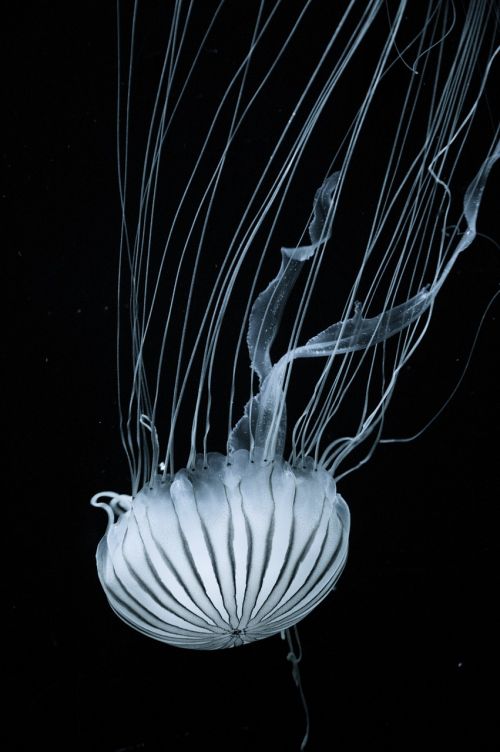 jellyfish tentacles nettles