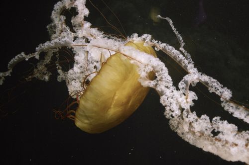 jellyfish nature animal