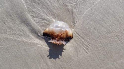 jellyfish beach florida