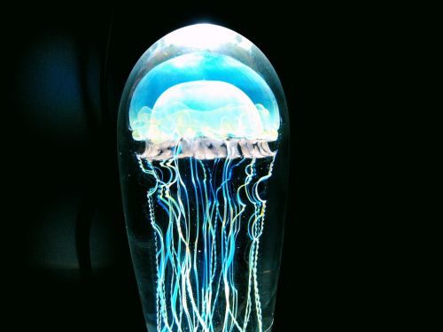 jellyfish blue sea animal