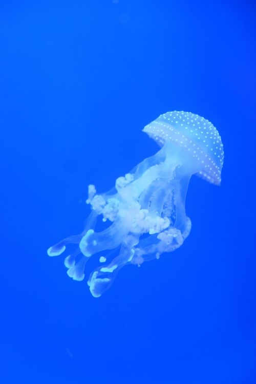 jellyfish water blue