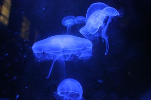 jellyfish blue aquarium