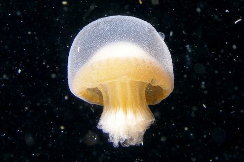 jellyfish bazinga rieki