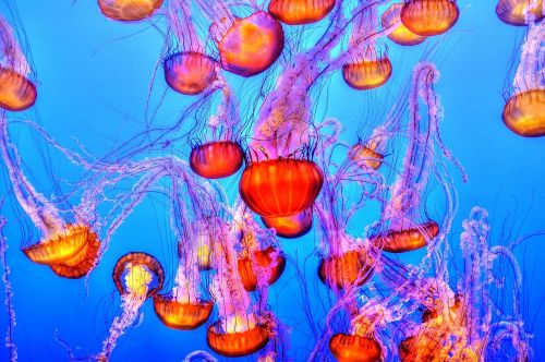 jellyfish colorful sea
