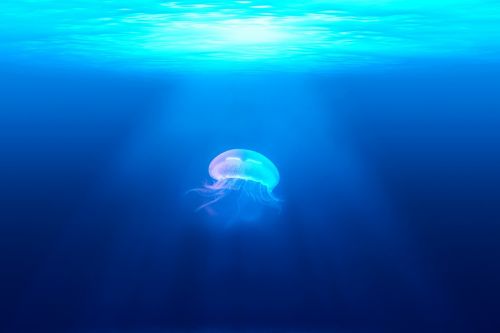 jellyfish medusa wildlife