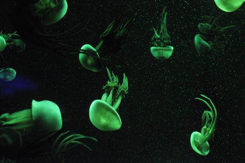 jellyfish aquatic organisms marine life