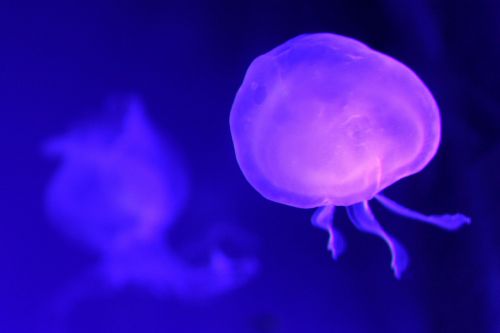 jellyfish sea uv