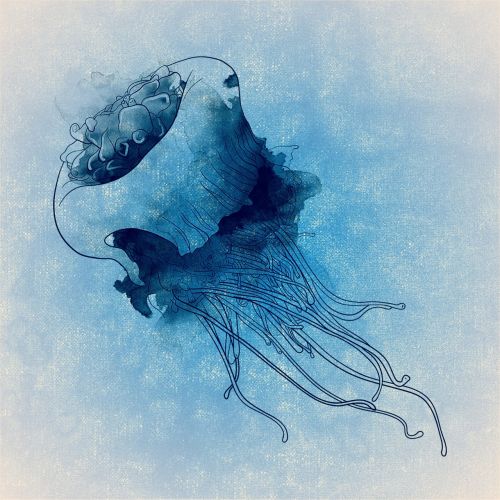 jellyfish underwater world gelatinous