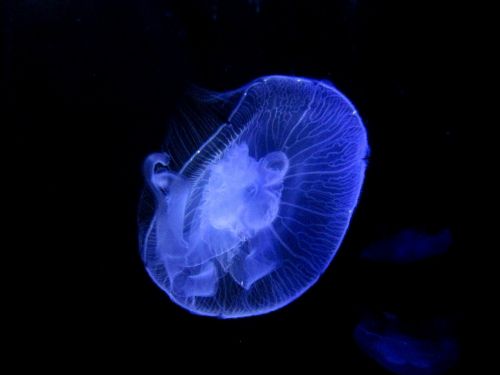 jellyfish animal transparent