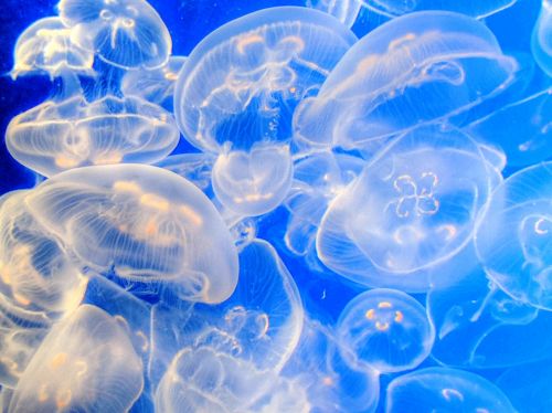 Jellyfish Background