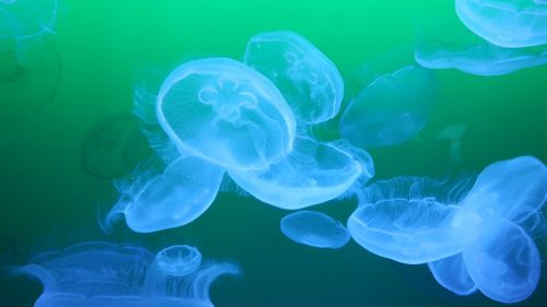 jellyfishes jellyfish medusa