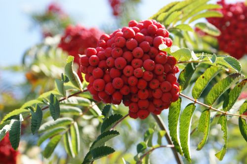 Rowan Berries