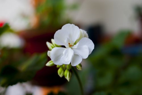 jeranio flower nature