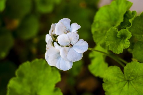 jeranio  flowers  leaf