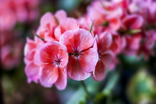 jeranio  flower  plant