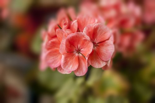 jeranio  flower  plant