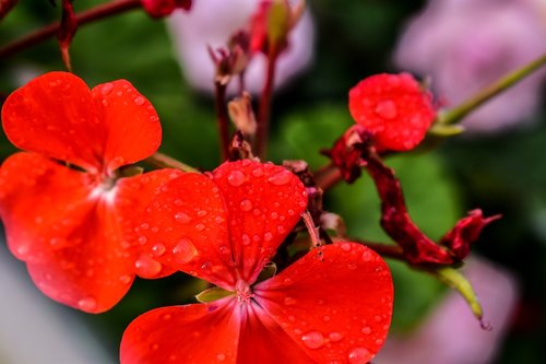 jeranio  flower  nature