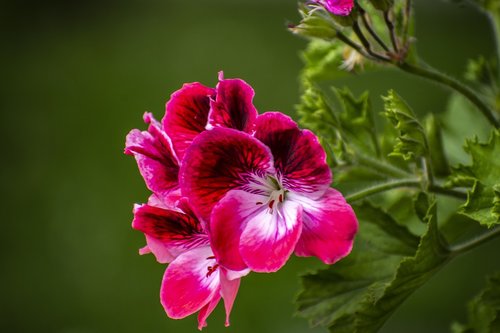 jeranio  nature  flower