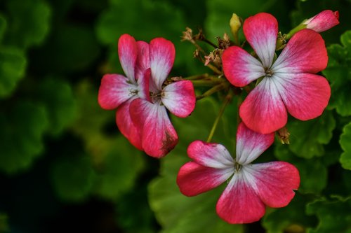 jeranio red  flower  nature