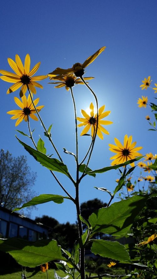 jerusalem artichoke flower summer