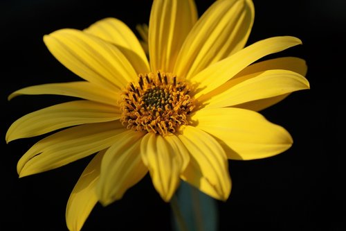 jerusalem artichoke  small  sunflower
