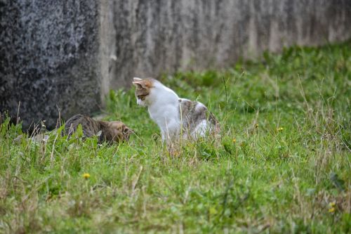 Young Cat Player