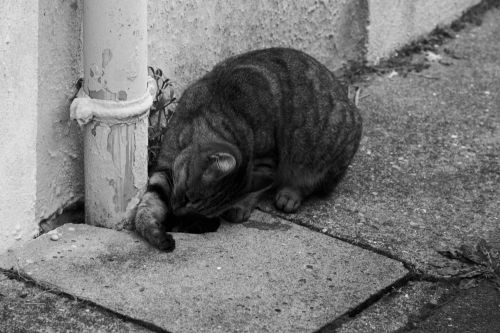 Young Cat Playing