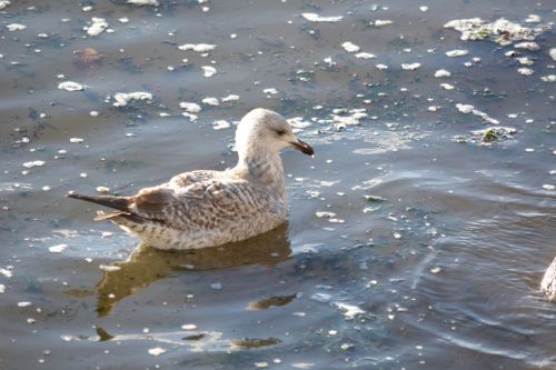 Young Gull On The Water