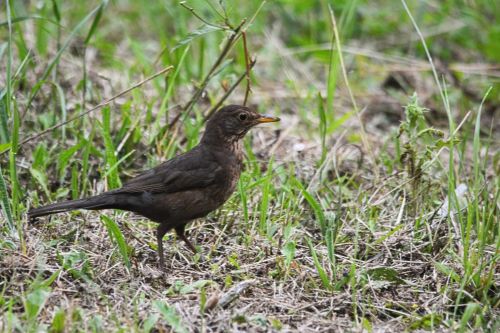 Young Blackbird