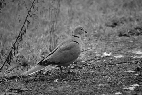 Young Dove