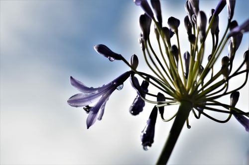 jewelry lilies blue blossom
