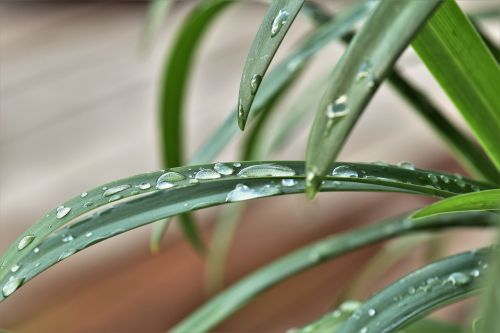 jewelry lilies plant leaves