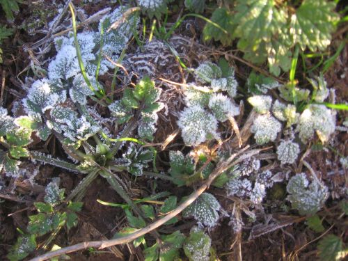 Hoar Frost On The Grass