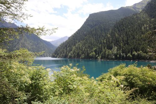 jiuzhaigou water tree