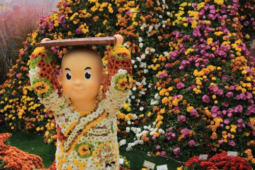 jogye temple chrysanthemum festival korea