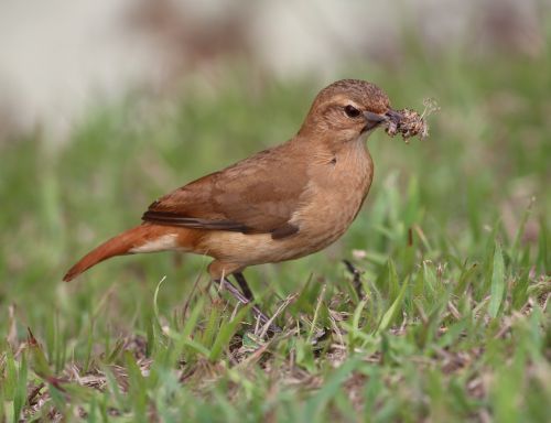 john clay bird tropical