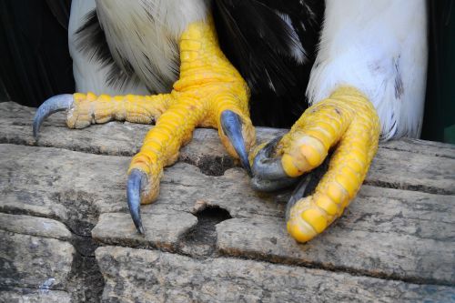 joints bird's-foot claws