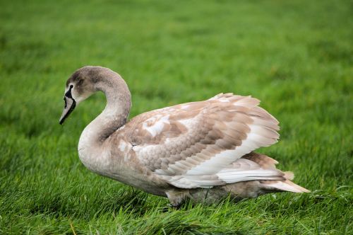 Cygnet