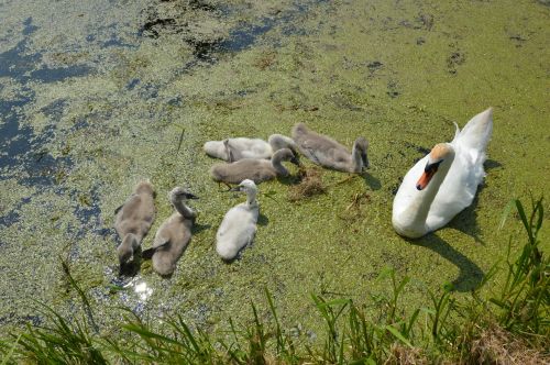 Young Swans