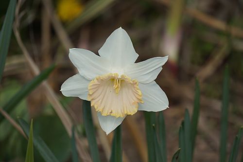 White Daffodil