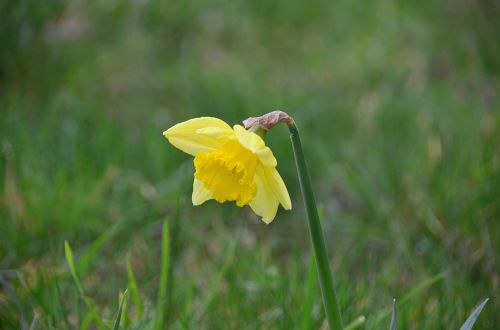 Yellow Daffodils