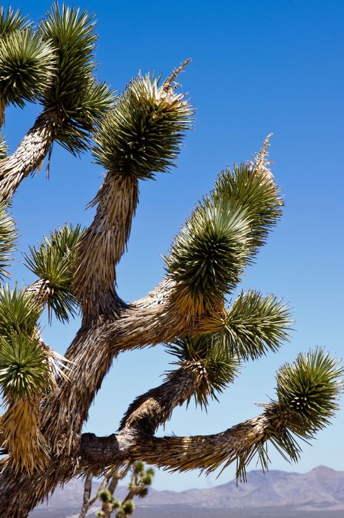 joshua tree joshua tree national park