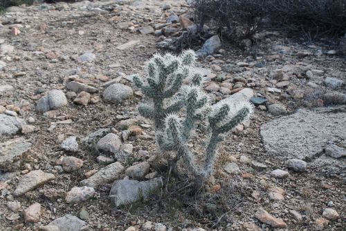 joshua tree joshua tree national park cactus