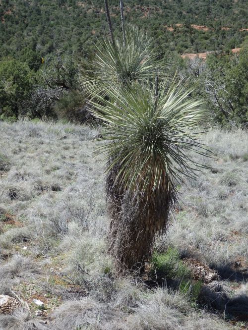 joshua tree desert winter