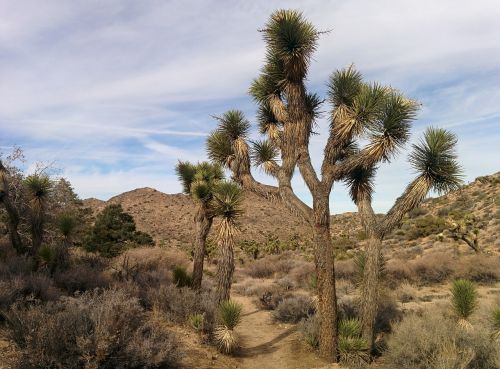joshua tree california desert