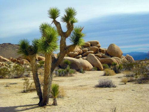 joshua tree tree park