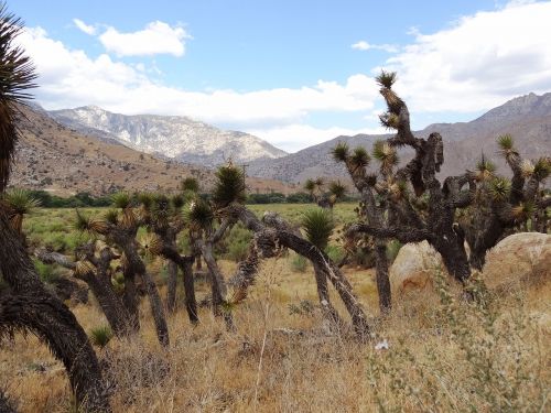 joshua tree nature blue sky