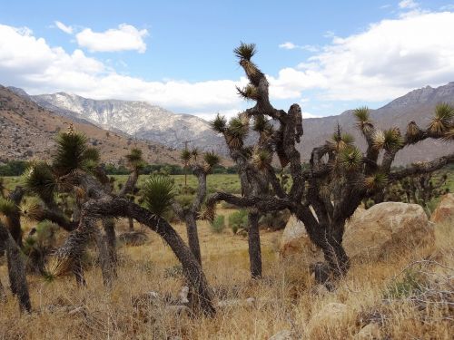 joshua tree flora usa