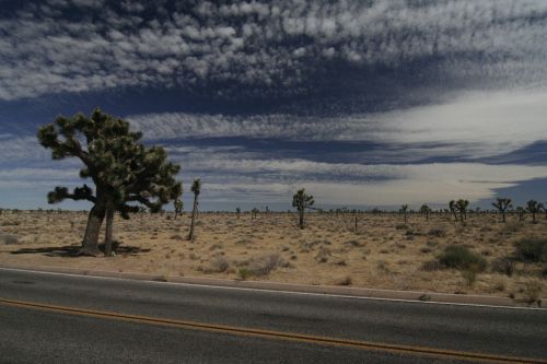 joshua tree tree national park